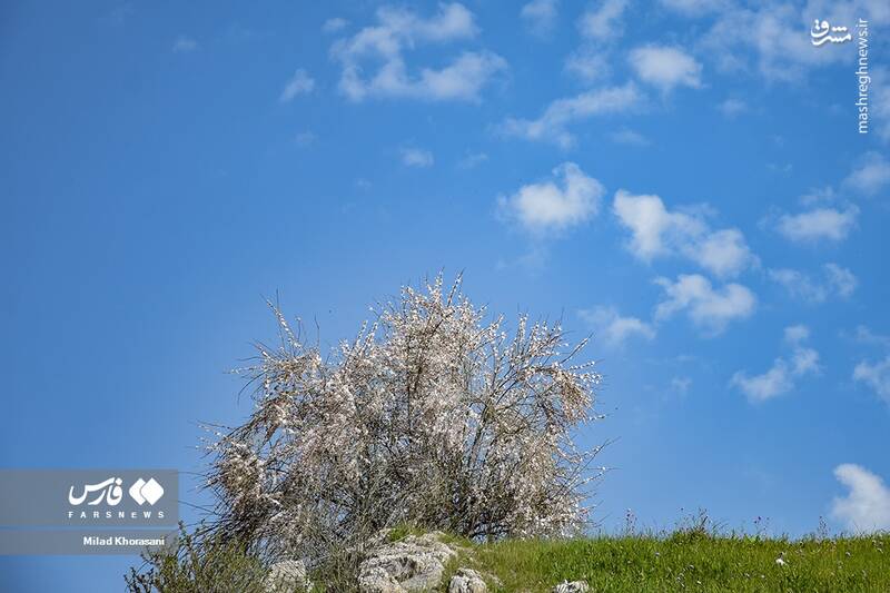 عکس/ شکوفههای بادامِ "رودتلخی"