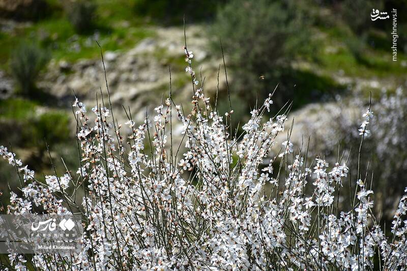 عکس/ شکوفههای بادامِ "رودتلخی"