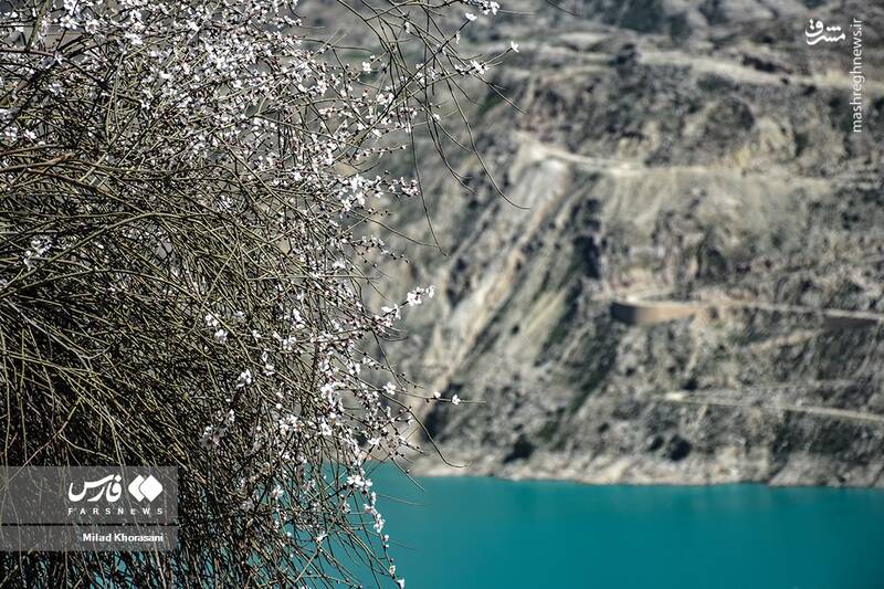 عکس/ شکوفههای بادامِ "رودتلخی"