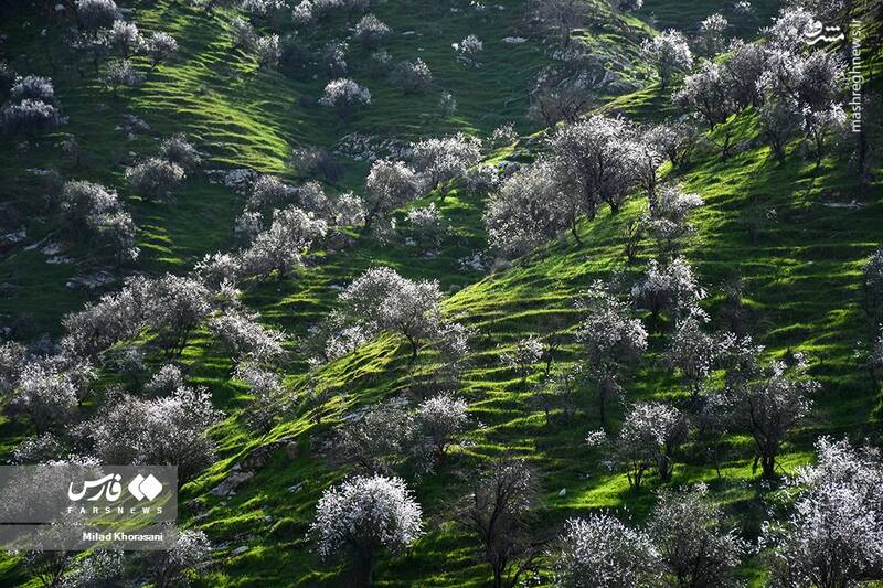 عکس/ شکوفههای بادامِ "رودتلخی"
