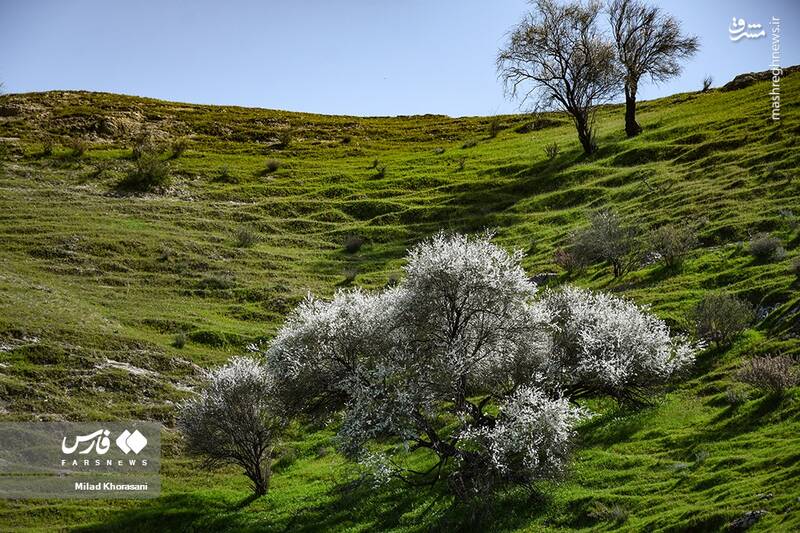 عکس/ شکوفههای بادامِ "رودتلخی"