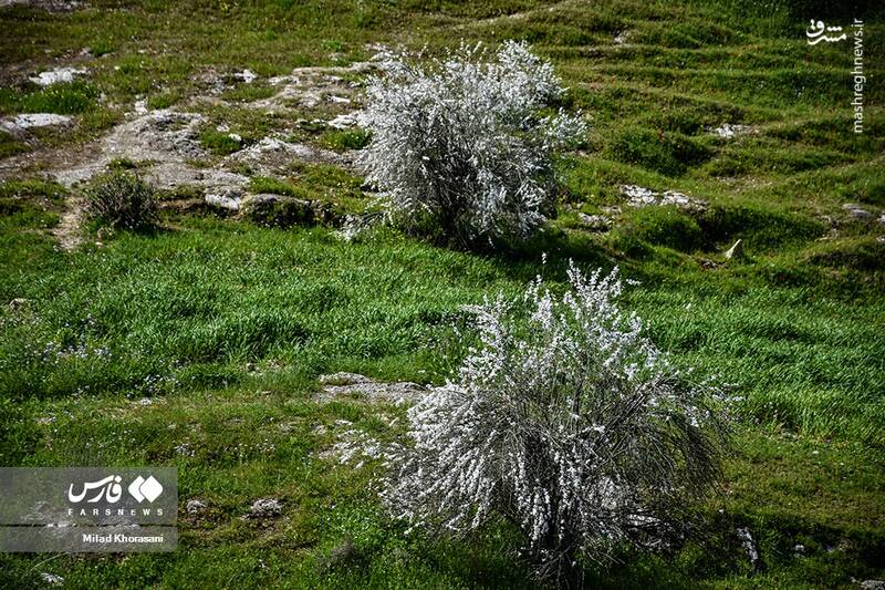 عکس/ شکوفههای بادامِ "رودتلخی"