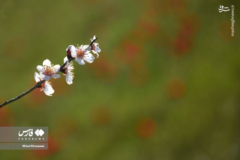 عکس/ شکوفههای بادامِ "رودتلخی"