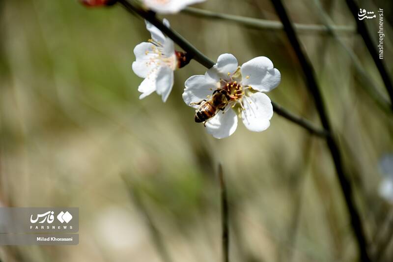 عکس/ شکوفههای بادامِ "رودتلخی"