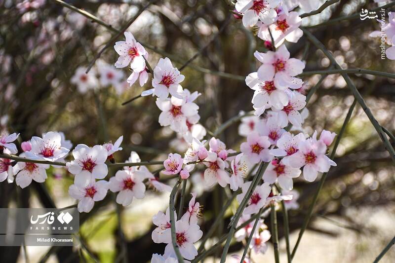 عکس/ شکوفههای بادامِ "رودتلخی"