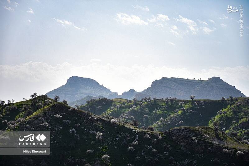 عکس/ شکوفههای بادامِ "رودتلخی"