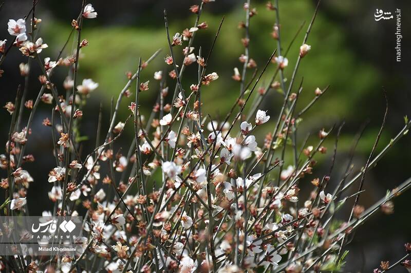 عکس/ شکوفههای بادامِ "رودتلخی"