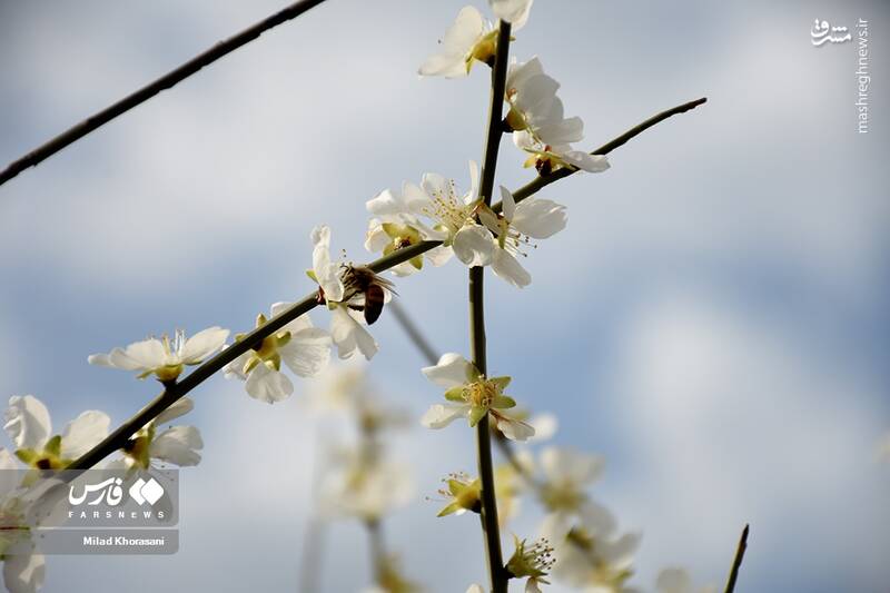 عکس/ شکوفههای بادامِ "رودتلخی"