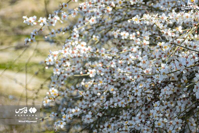 عکس/ شکوفههای بادامِ "رودتلخی"