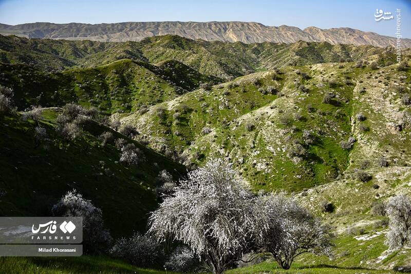 عکس/ شکوفههای بادامِ "رودتلخی"