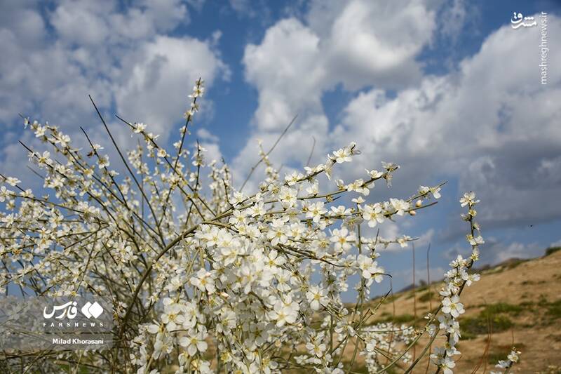 عکس/ شکوفههای بادامِ "رودتلخی"