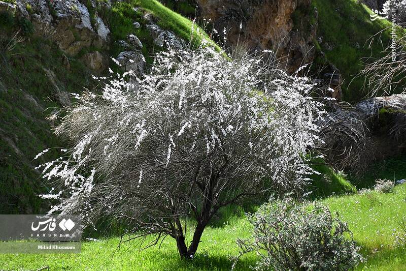 عکس/ شکوفههای بادامِ "رودتلخی"