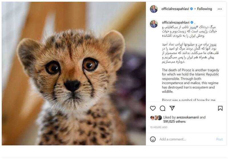 اشک تمساح شکارچی برای پیروز + عکس
