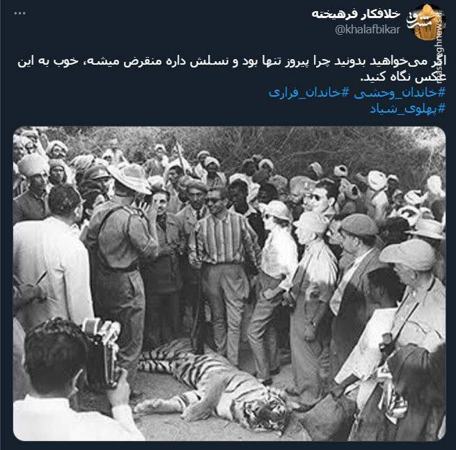اشک تمساح شکارچی برای پیروز + عکس 20