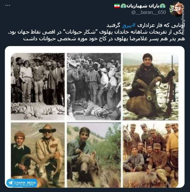 اشک تمساح شکارچی برای پیروز + عکس 19