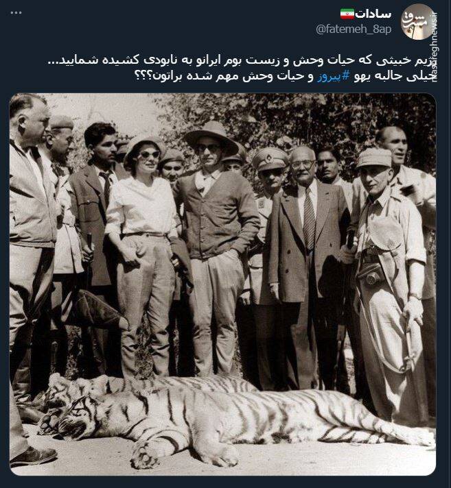 اشک تمساح شکارچی برای پیروز + عکس 18