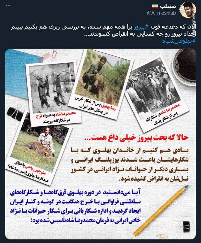 اشک تمساح شکارچی برای پیروز + عکس 17