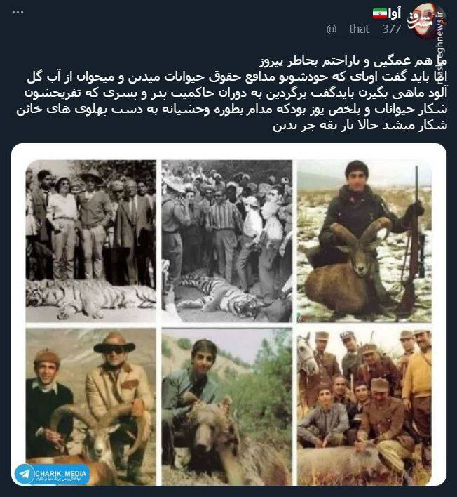 اشک تمساح شکارچی برای پیروز + عکس 16
