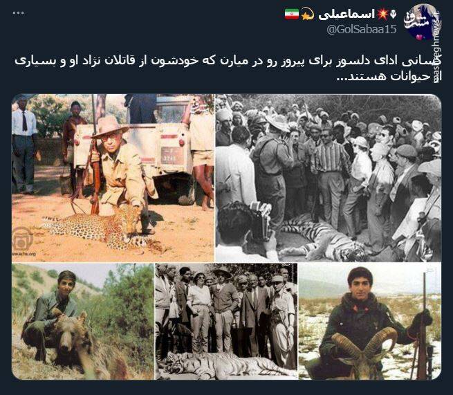 اشک تمساح شکارچی برای پیروز + عکس 15