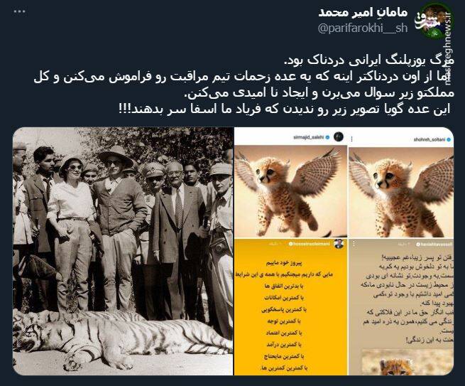اشک تمساح شکارچی برای پیروز + عکس 14