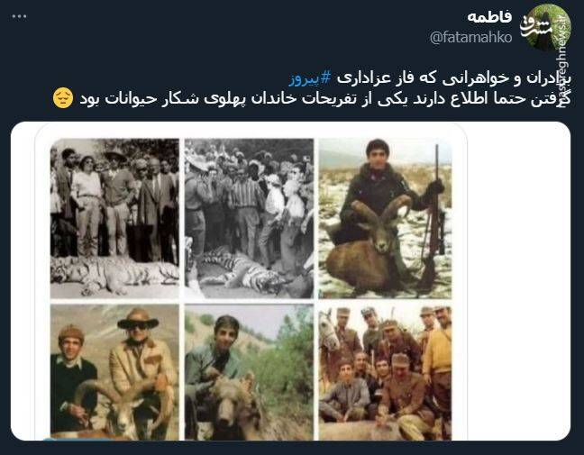 اشک تمساح شکارچی برای پیروز + عکس 13