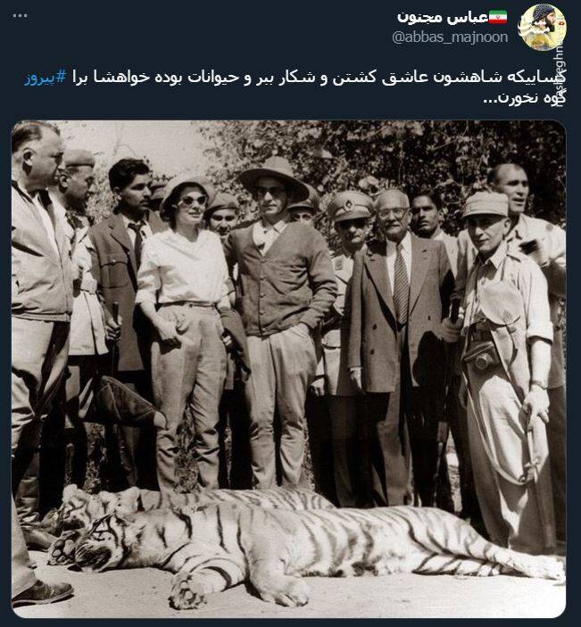 اشک تمساح شکارچی برای پیروز + عکس 12