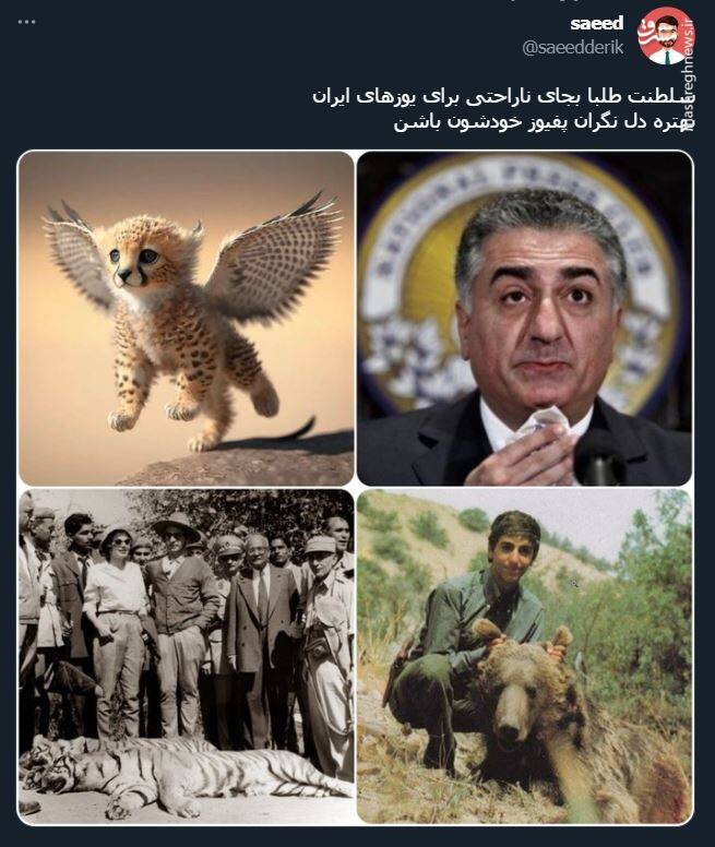 اشک تمساح شکارچی برای پیروز + عکس 10