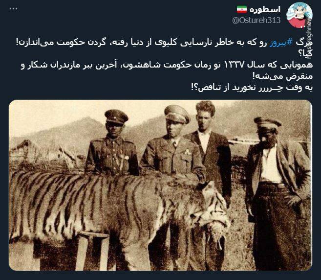 اشک تمساح شکارچی برای پیروز + عکس 8