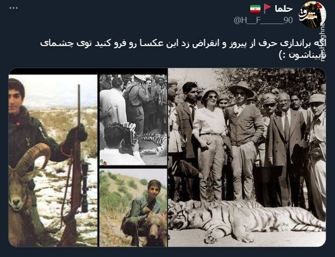 اشک تمساح شکارچی برای پیروز + عکس 7