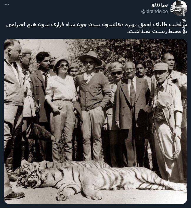 اشک تمساح شکارچی برای پیروز + عکس 6