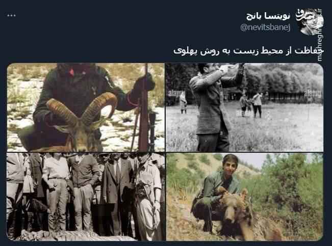 اشک تمساح شکارچی برای پیروز + عکس 4