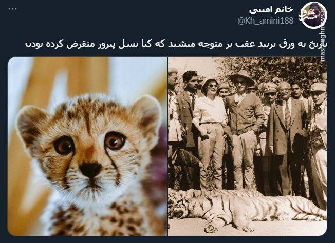 اشک تمساح شکارچی برای پیروز + عکس 3