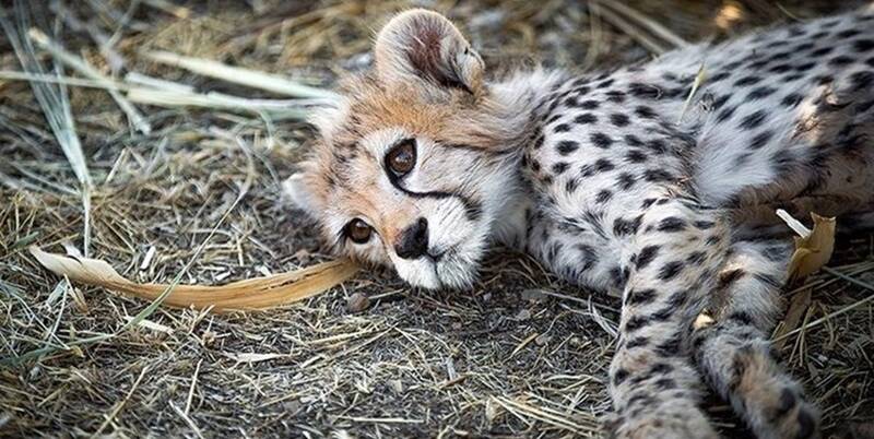 خیانت ۱۰ ساله سازمان محیط زیست به یوز ایرانی/ طرح تکثیر در اسارات یوزپلنگ چرا تعطیل نمیشود؟