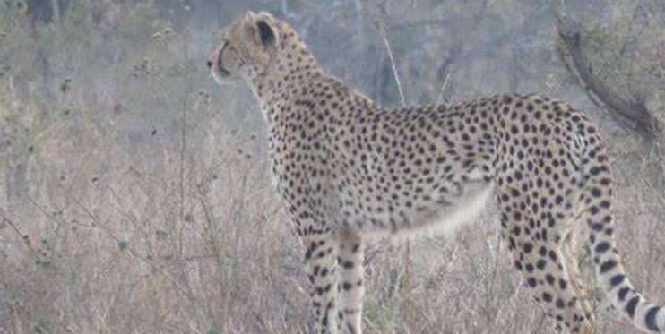 خیانت ۱۰ ساله سازمان محیط زیست به یوز ایرانی/ طرح تکثیر در اسارات یوزپلنگ چرا تعطیل نمیشود؟