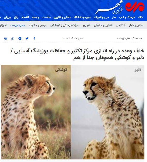 خیانت ۱۰ ساله سازمان محیط زیست به یوز ایرانی/ طرح تکثیر در اسارات یوزپلنگ چرا تعطیل نمیشود؟