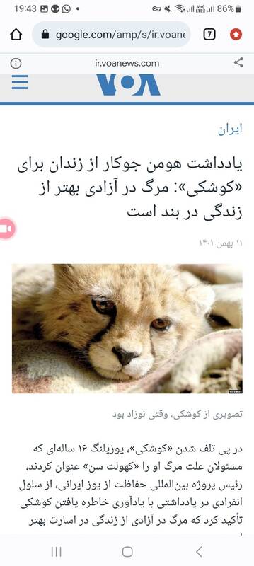 خیانت ۱۰ ساله سازمان محیط زیست به یوز ایرانی/ طرح تکثیر در اسارات یوزپلنگ چرا تعطیل نمیشود؟