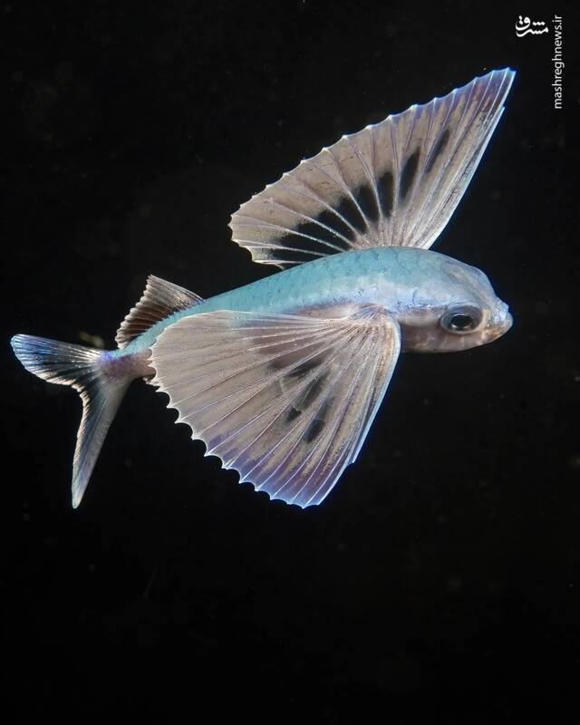 عکس/ زندگی در اعماق اقیانوس