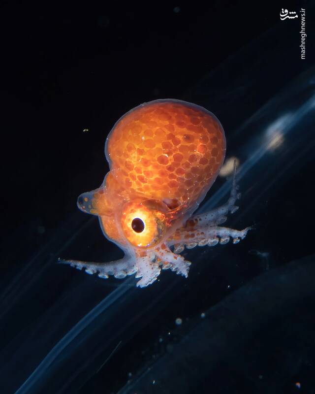 عکس/ زندگی در اعماق اقیانوس