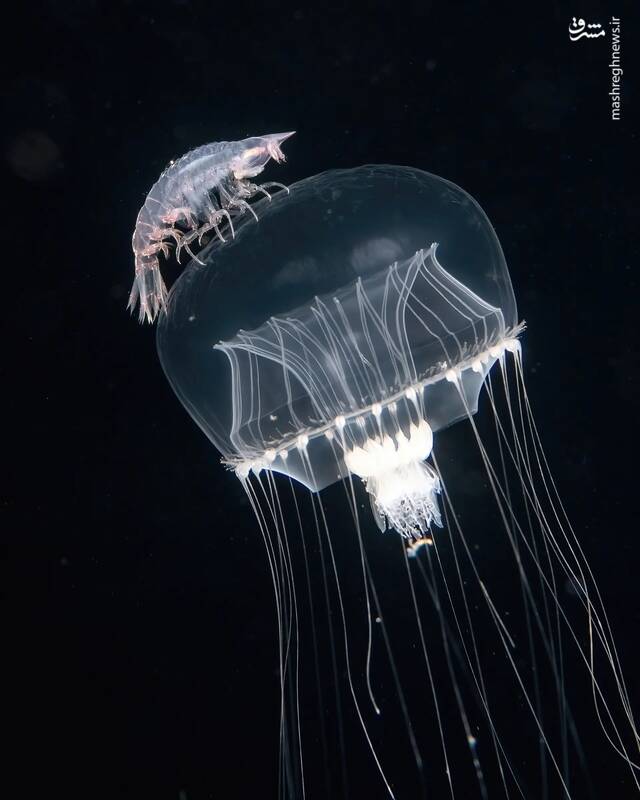 عکس/ زندگی در اعماق اقیانوس