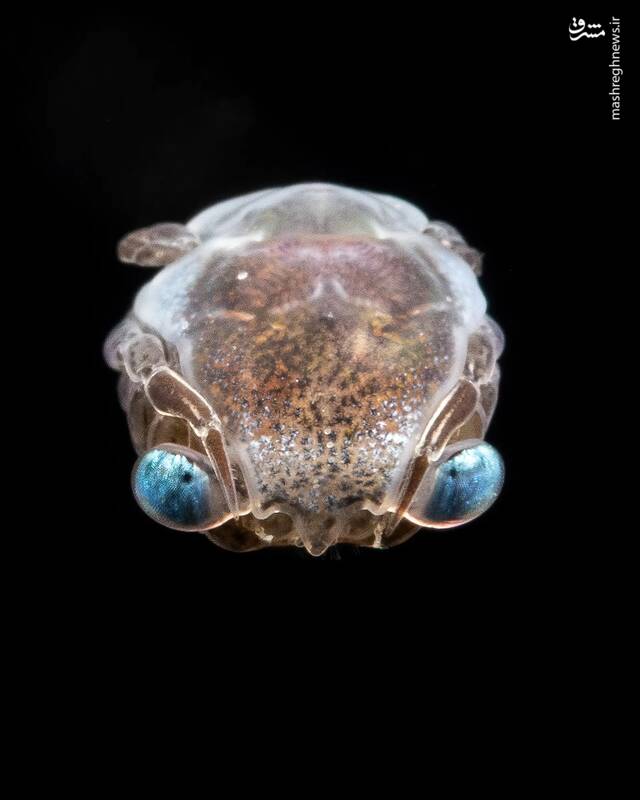 عکس/ زندگی در اعماق اقیانوس