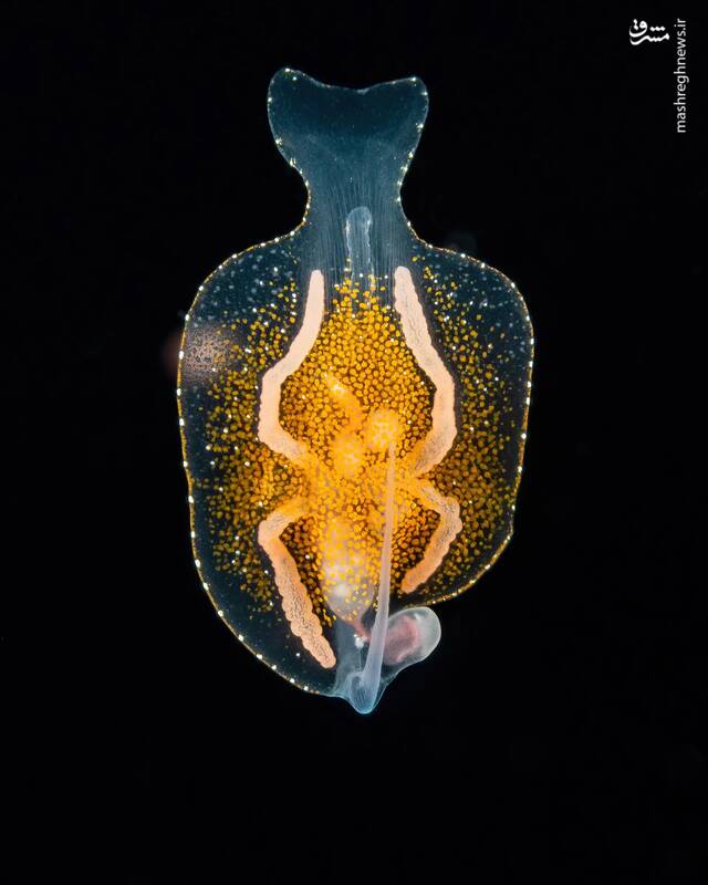 عکس/ زندگی در اعماق اقیانوس