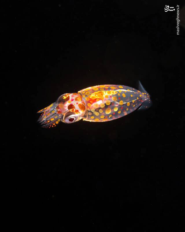 عکس/ زندگی در اعماق اقیانوس