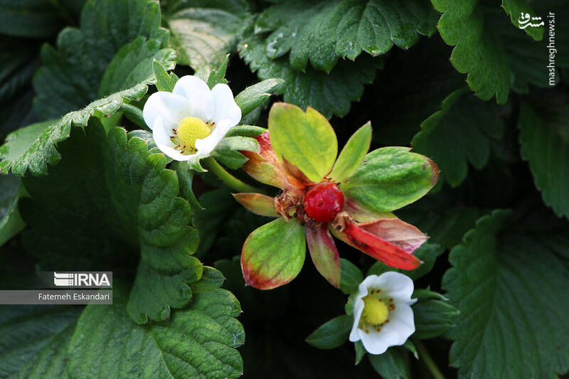 عکس/ برداشت توت فرنگی گلخانهای