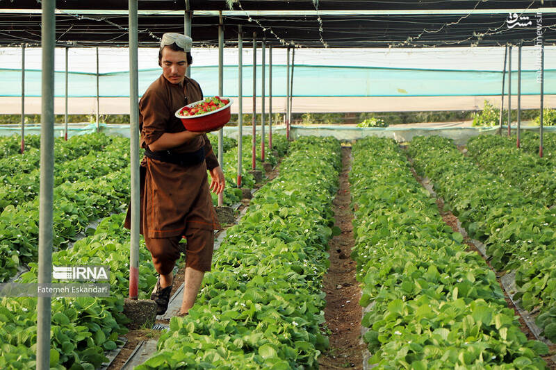 عکس/ برداشت توت فرنگی گلخانهای