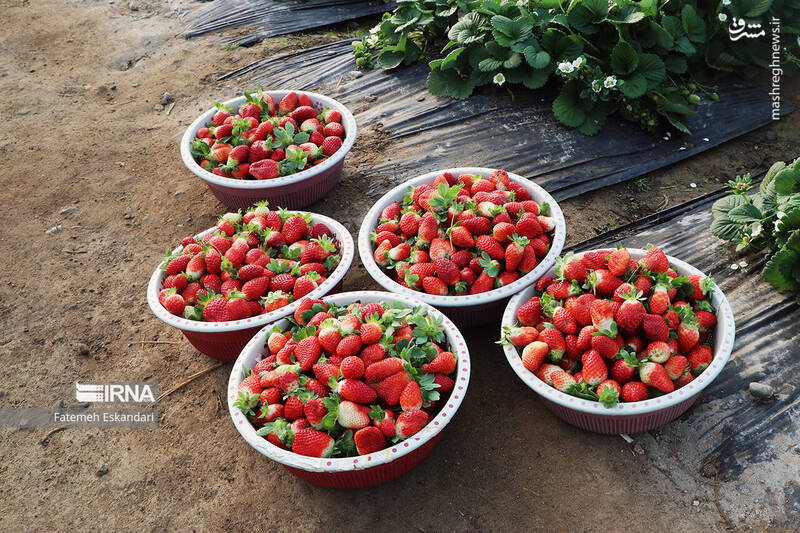 عکس/ برداشت توت فرنگی گلخانهای