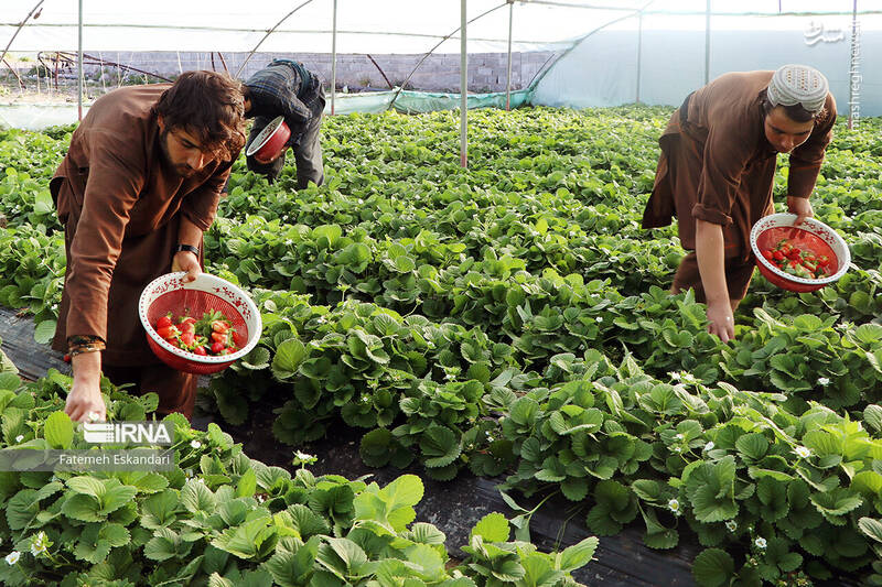 عکس/ برداشت توت فرنگی گلخانهای