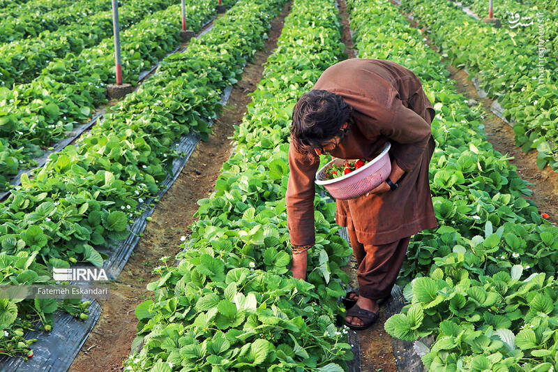 عکس/ برداشت توت فرنگی گلخانهای