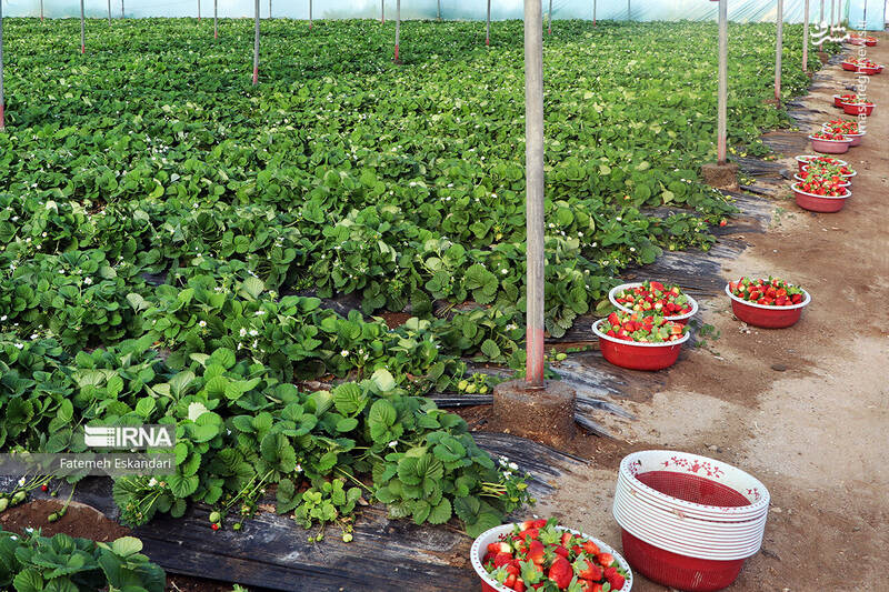 عکس/ برداشت توت فرنگی گلخانهای