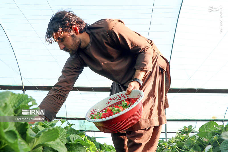 عکس/ برداشت توت فرنگی گلخانهای