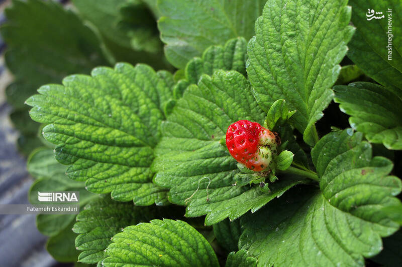 عکس/ برداشت توت فرنگی گلخانهای